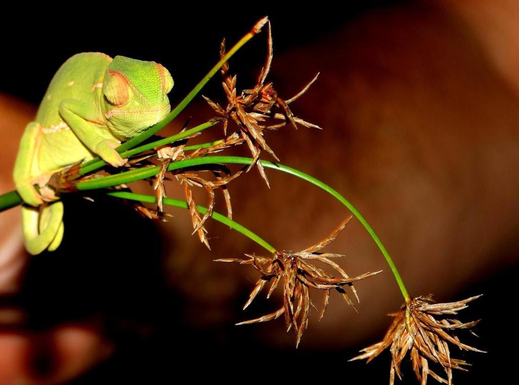 Buya Futhi Bed & Breakfast Saint Lucia Estuary Eksteriør bilde